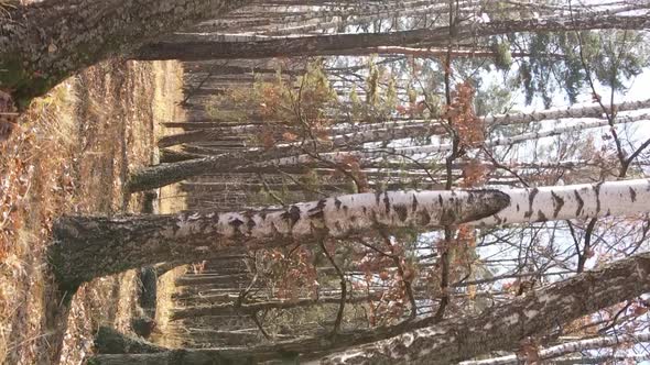 Vertical Video of Trees in the Forest in Autumn