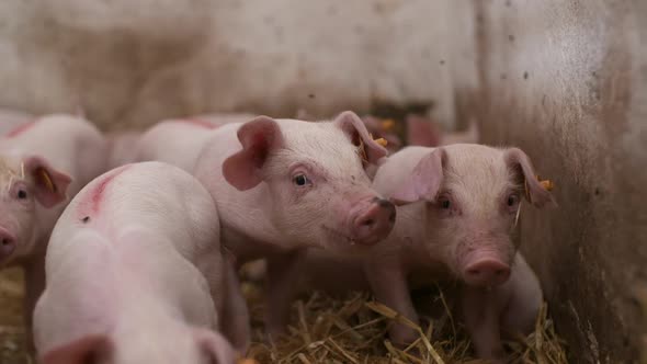 Pigs on Livestock Farm, Pigs Farm, Livestock Farm. Modern Agricultural Pigs Farm