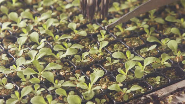 Automatic planting of young seedlings using a robot in an industrial nursery