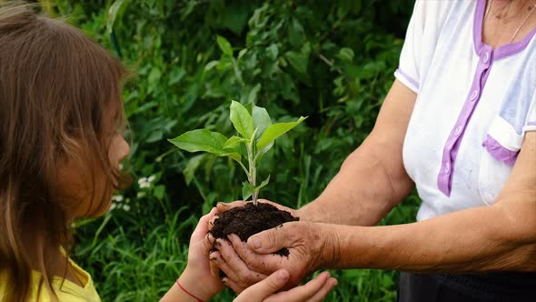 The Child and Grandmother are Planting Trees in the Garden