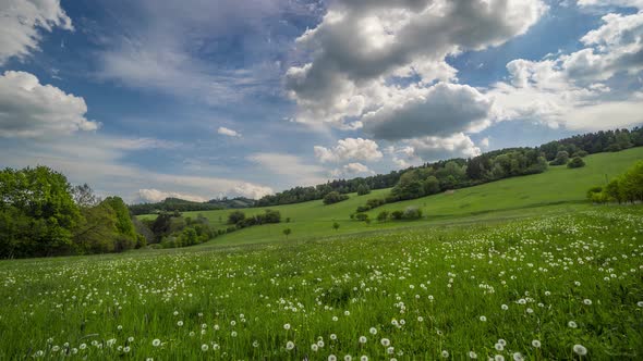 Time-lapse meadow full of flowers. Czech republic