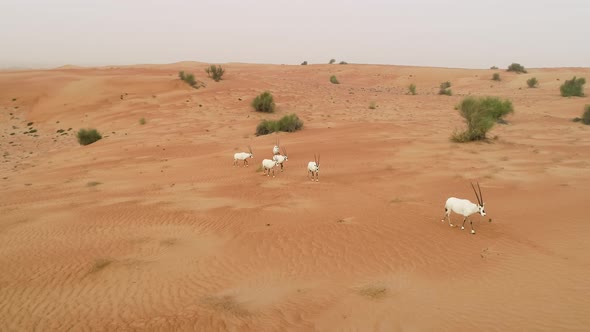 Aerial view of group of goats walking on desert landscape, Abu Dhabi, U.A.E