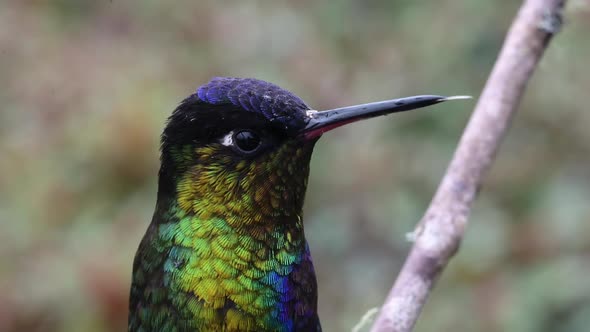 Costa Rica Hummingbird, Fiery Throated Hummingbird (panterpe insignis) Bird Close Up Portrait Macro