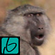 Baboon Monkey  - VideoHive Item for Sale