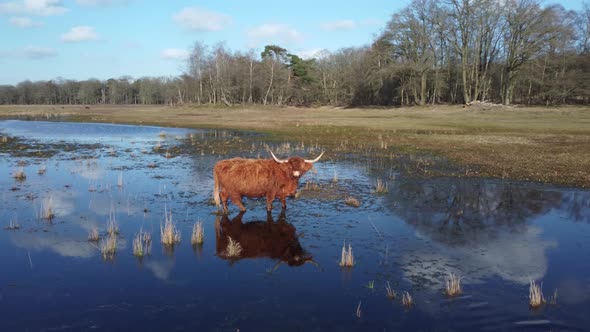 Auroch walking in lake Wasmeer in Hilversum and Laren, the Netherlands