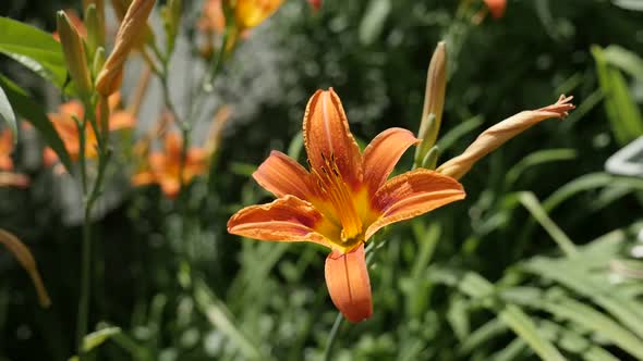 Hemerocallis fulva flower slow motion 1920X1080 HD footage - Shallow DOF orange day-lily plant slow-