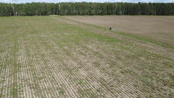 Tractor Cutting Tops in a Potato Field Before Harvesting Root Crops