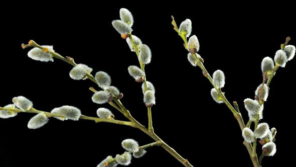 Willow blooms