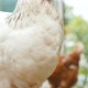 Chicken is Looking Into the Camera - VideoHive Item for Sale