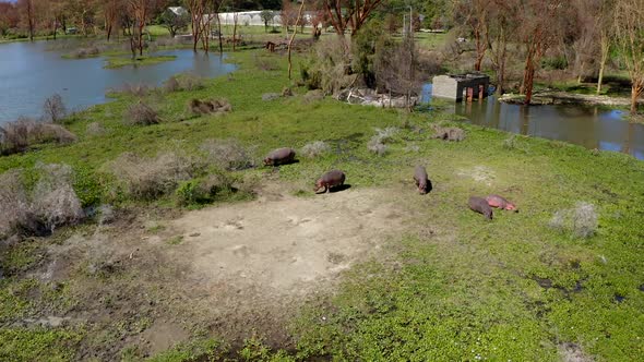 Family of Huge Hippos Graze on Sunny Day in African National Park