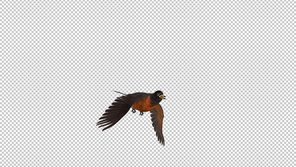 American Robin - Bird Flying Over Screen - II - Alpha Channel