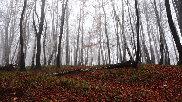 Fog in the Forest 2