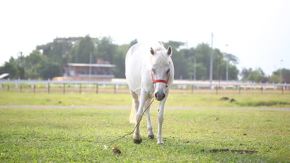 Horse eat grass in the pasture. Beautiful white pregnant horse