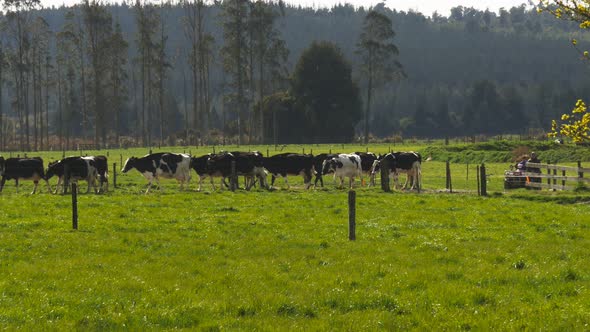 farmer on an ATV brings in cows for milking on a nz dairy farm