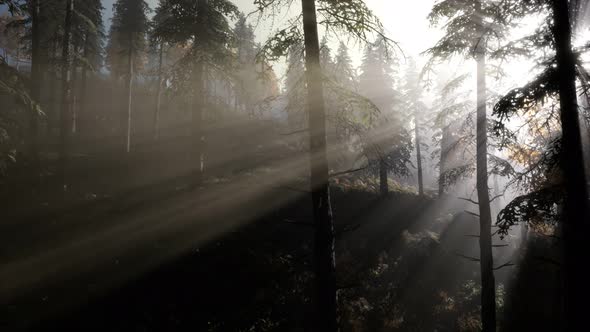 Calm Moody Forest in Misty Fog in the Morning alt