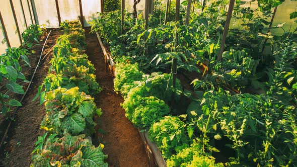 Timelapse Time Lapse Hyperlapse Green Lettuce And Peppers Vegetables Growing In Greenhouse Or