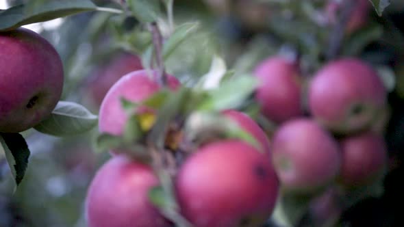 Tight shot to the left of a cluster of ripe apples on a tree in an orchard ready for picking.