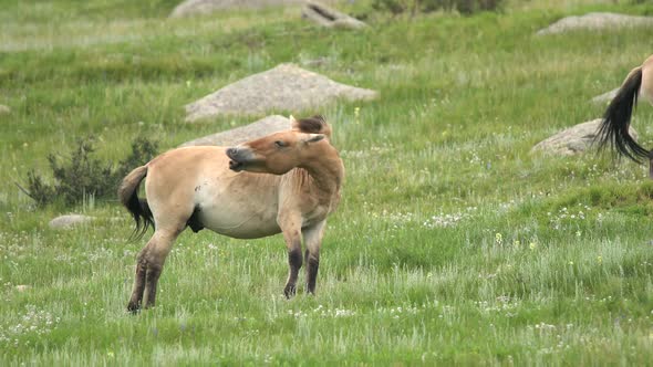 Wild Przewalski Horses in Natural Habitat in The Geography of Mongolia