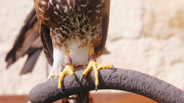 War Bird Falcon Eagle Claw Trained Flying Animals Closeup