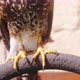 War Bird Falcon Eagle Claw Trained Flying Animals Closeup - VideoHive Item for Sale