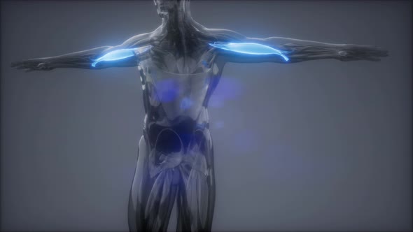 Biceps - Visible Muscle Anatomy Map alt