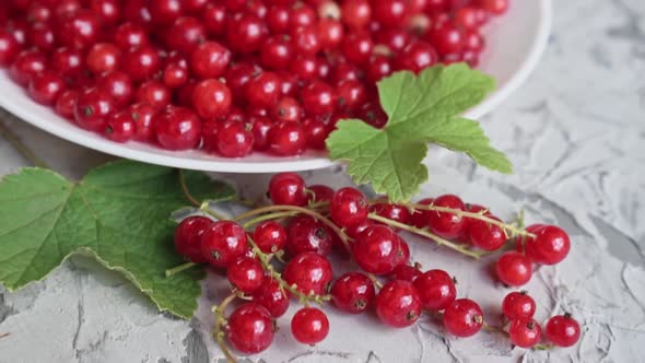 Fresh Red Currant Berries on a White Plate on a Concrete Gray Background Slow Motion