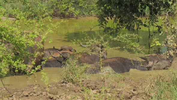 Large Buffalos with Antlers Stand in Water on Summer Day