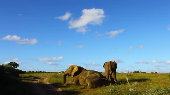 Young bull elephants try to dominate and older bull elephant, Loxodonta africana by standing on top