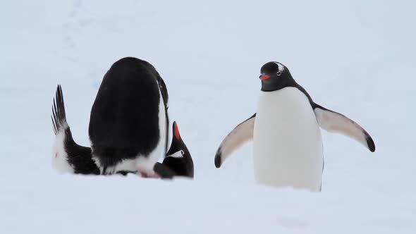 Gentoo Penguins in Antarctica