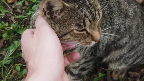 Domestic gray cat being pet by human hand. Tender love given to beautiful cat