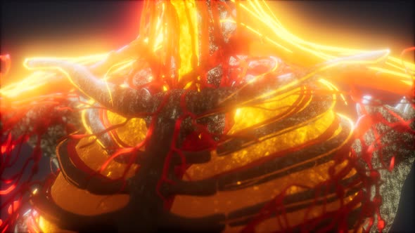 3d Rendered Medically Accurate Animation of Heart and Blood Vessels