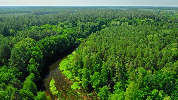 River and green forest in summer. Aerial view of Poland.