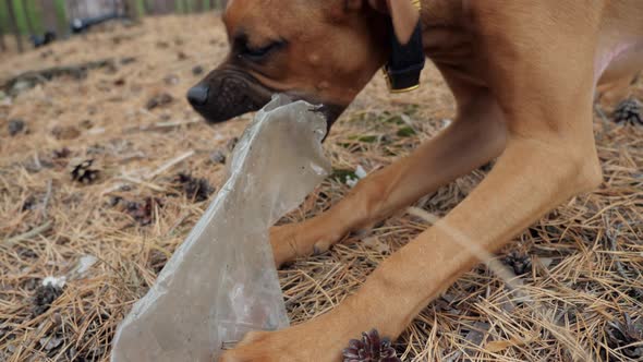 Playful Young Boxer Dog Gnaws Plastic Bottle Garbage in the Pine Forest