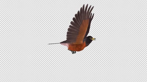 American Robin - Flying Loop - Side View CU - Transparent Loop