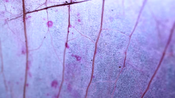 Tissue Microscopic Test alt