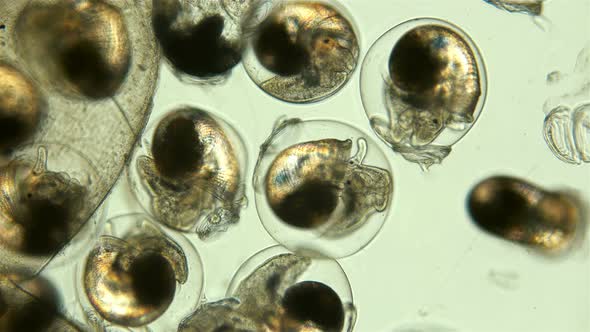 Snail. Snail Eggs Under the Microscope