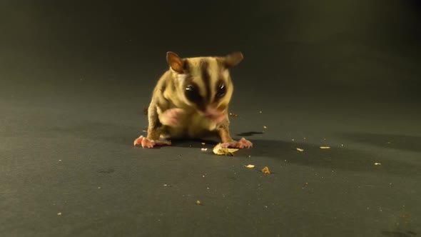 Sugar Glider Eating Against a Black Background in Studio