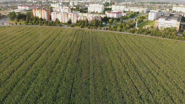 A Cornfield of Green By the City