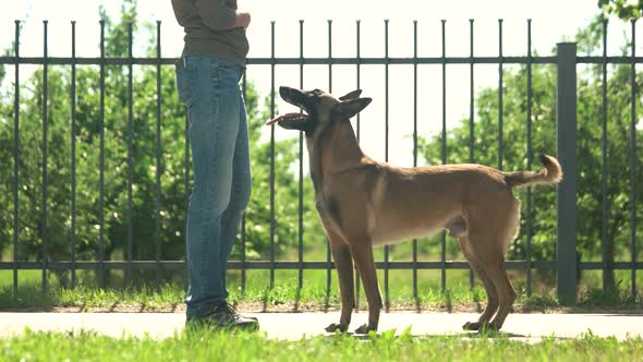 Master and Obedient Dog.