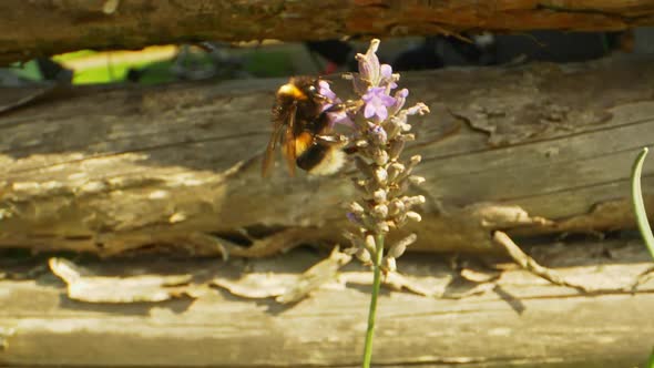 Macro Shot of Bee on Lavender Buds Then Flies Away