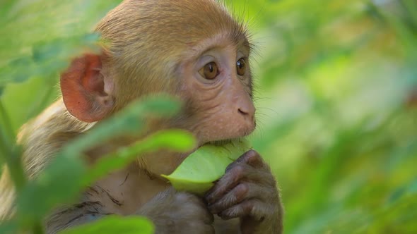 Rhesus Macaque Macaca Mulatta