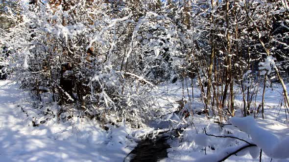 A Spring Stream Flows Against the Backdrop of a Snowcovered Natural Landscape