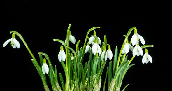 a Bouquet of Spring Galanthus on a Black Background, Spring Snowdrops, Time Lapse