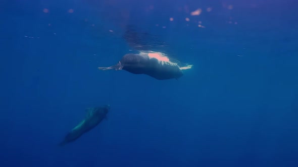 Asian Long Finned Pilot Whale and Baby Underwater