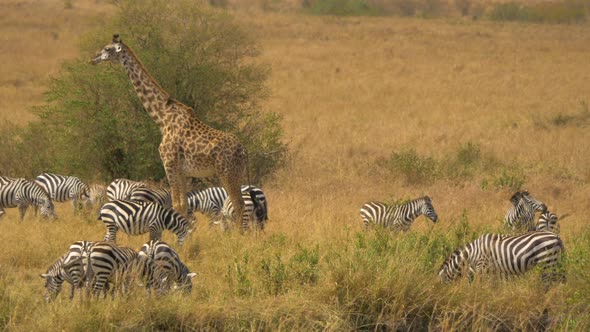 One giraffe and a dazzle of zebras