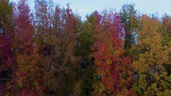 Autumn Forest