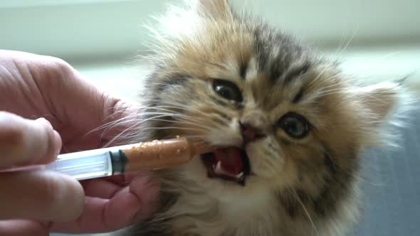 Woman Hand Feeding A Kitten By Syring