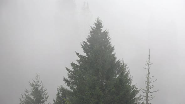 Heavy Fog and Drizzle Rain in the Pine Forest alt