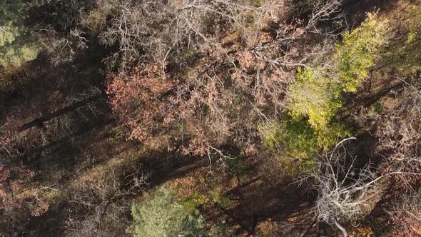 Vertical Video of a Forest with Many Trees in Autumn