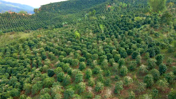 Aerial Shot of Coffee Plantations on Hillsides in Mountains